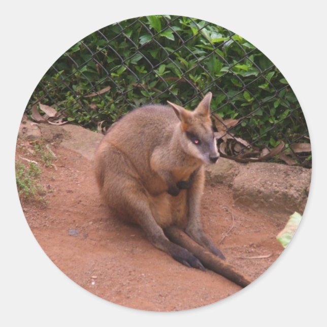 Sticker Rond Wallaby (Devant)