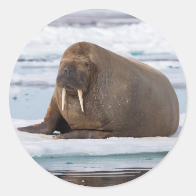 Sticker Rond Walrus resting on ice, Norway (Devant)