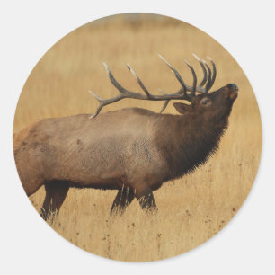Sticker Rond wapiti