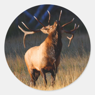 Sticker Rond wapiti