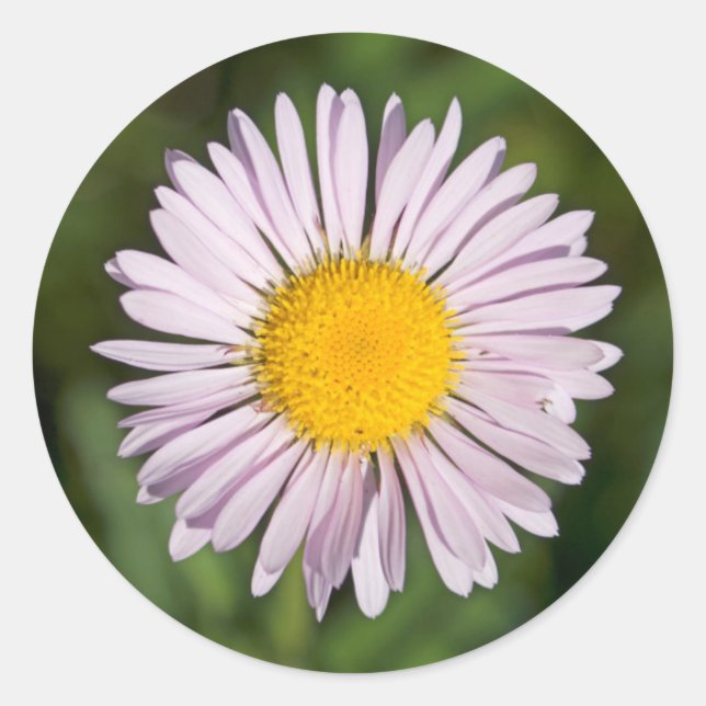 Sticker Rond Washington, Cascade Range, Mont Baker (Devant)