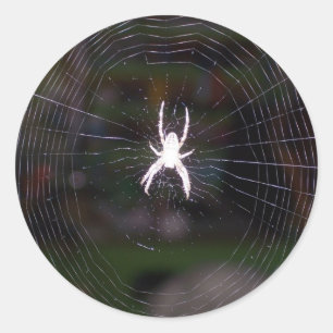 Sticker Rond Web Araignées