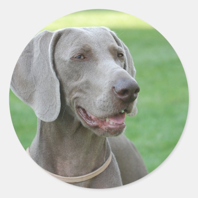 Sticker Rond Weimaraner (Devant)