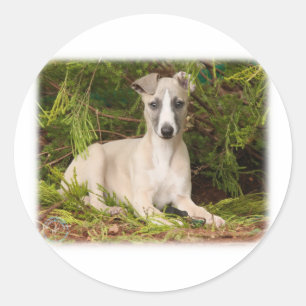 Sticker Rond Whippet 9Y563D-005