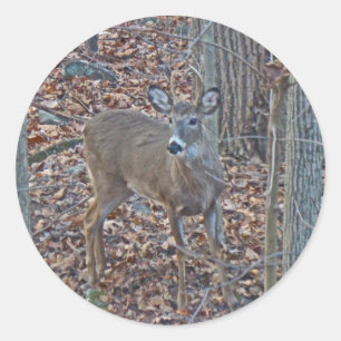 Sticker Rond Whitetail Deer Spike Buck Series