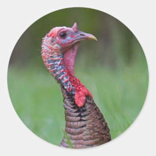 Sticker Rond Wild Tom