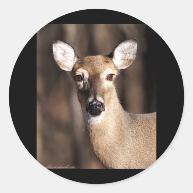 Sticker Rond Wildlife Whitetail Deer Doe Portrait (Devant)