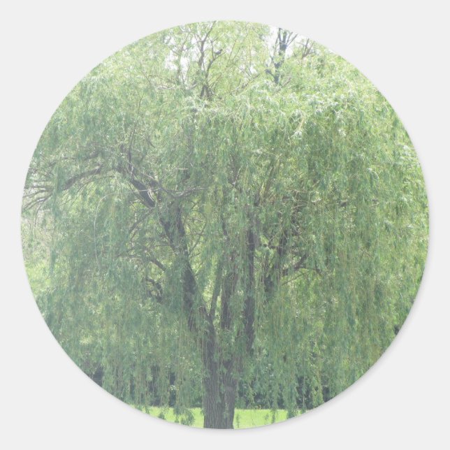 Sticker Rond WIllow en larmes (Devant)
