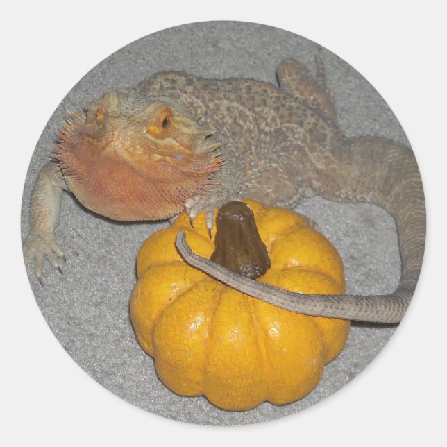 Sticker Rond Wilson le dragon barbu (Devant)