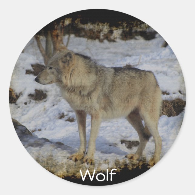 Sticker Rond Wolf et loup de neiges Lover animal sauvage Alpha  (Devant)