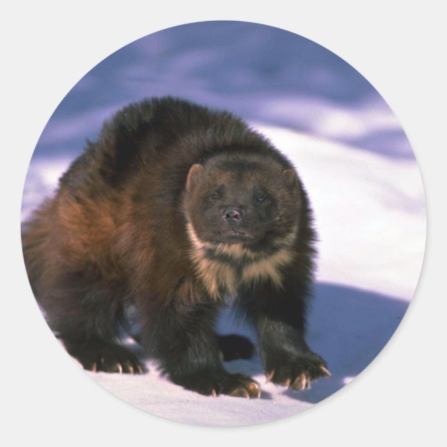 Sticker Rond Wolverine sur neige (Devant)