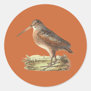 Sticker Rond Woodcock américain (mineur de Rusticola)