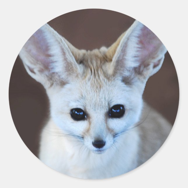 Sticker Rond Worlest Cutest Fennec Fox (Devant)