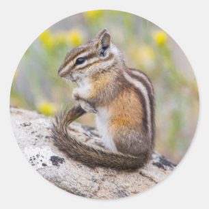 Sticker Rond Wyoming, comté de Sublette, Tamia mineur