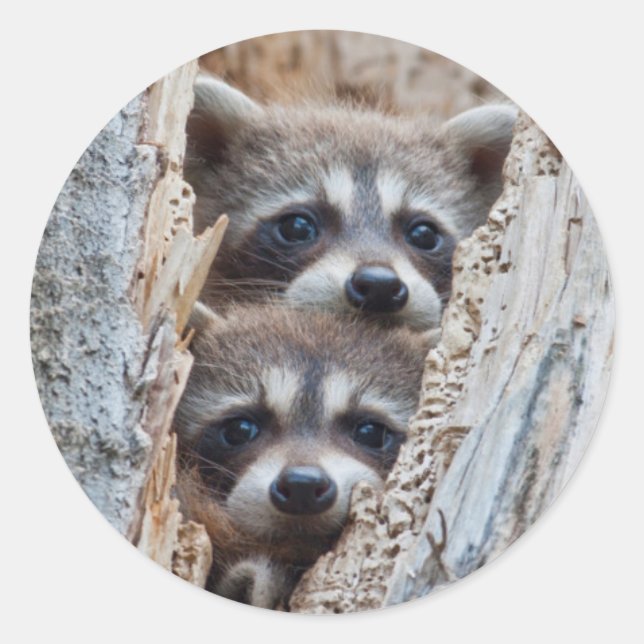 Sticker Rond Wyoming, Lincoln County, Raccoon (Devant)