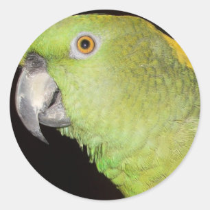 Sticker Rond Yellownape Amazon