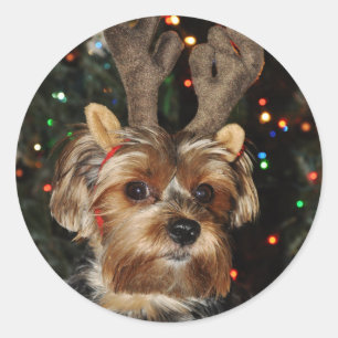 Sticker rond Yorkshire Terrier
