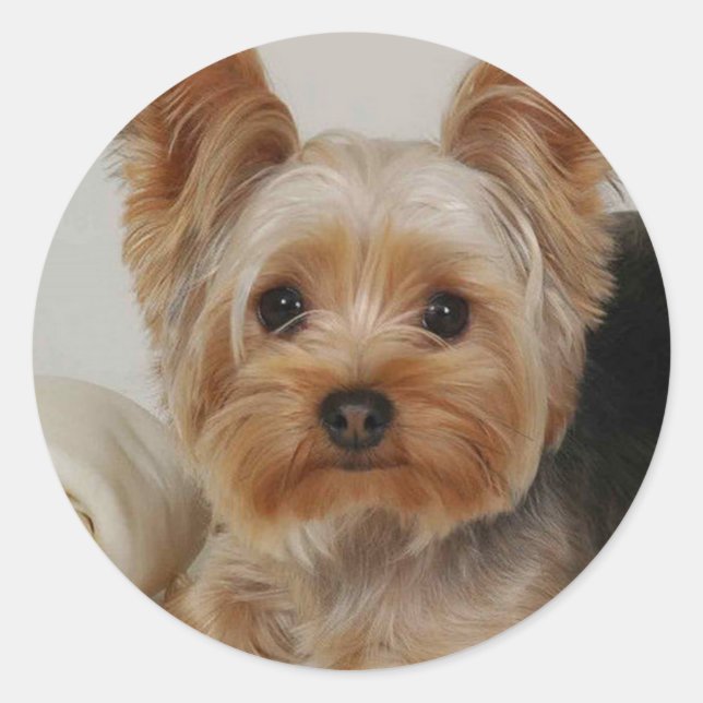 Sticker Rond Yorkshire Terrier (Devant)