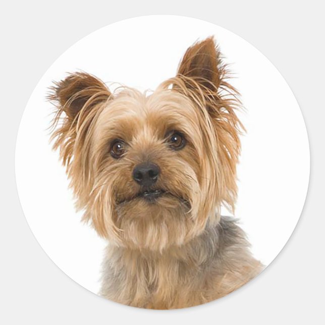 Sticker Rond Yorkshire Terrier Yorkie Love Chien Chien Chien Ch (Devant)