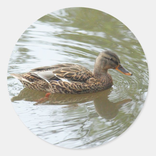Sticker Rond Young Mallard Duck - Roath Park Lake, Cardiff, UK (Devant)
