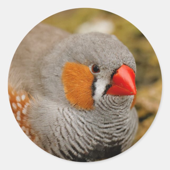 Sticker Rond Zebra Finch sur les rochers (Devant)