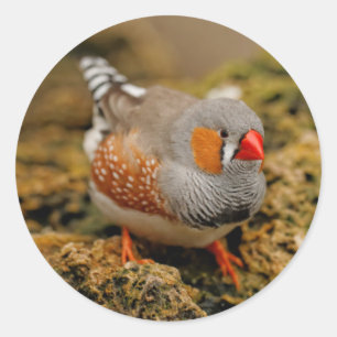 Sticker Rond Zebra Finch sur les rochers