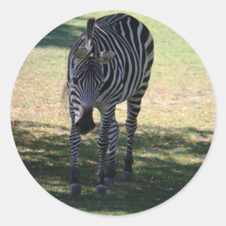 Sticker Rond Zèbre