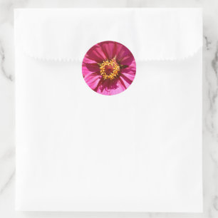 Sticker Rond Zinnia Elegans rose