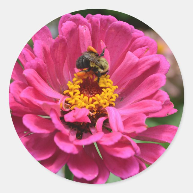 Sticker Rond Zinnia rose et Bumble bee (Devant)