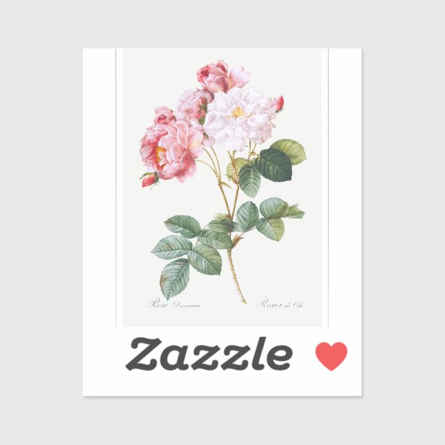 Sticker Rosa Damascena (Feuille)