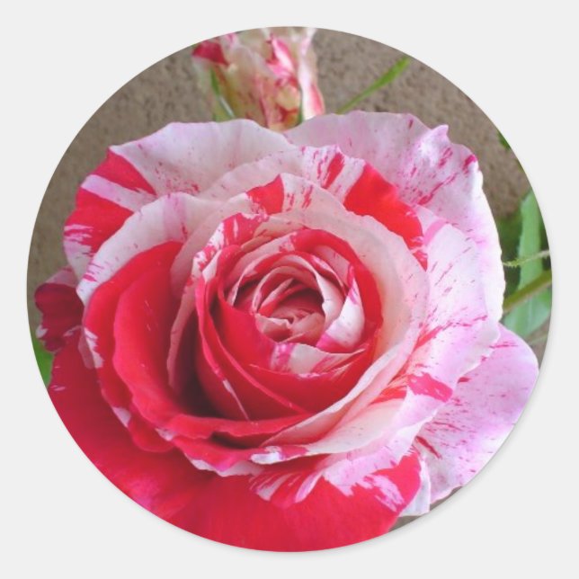 Sticker Rose à rayures (Devant)