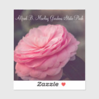 Rose dans Bloom