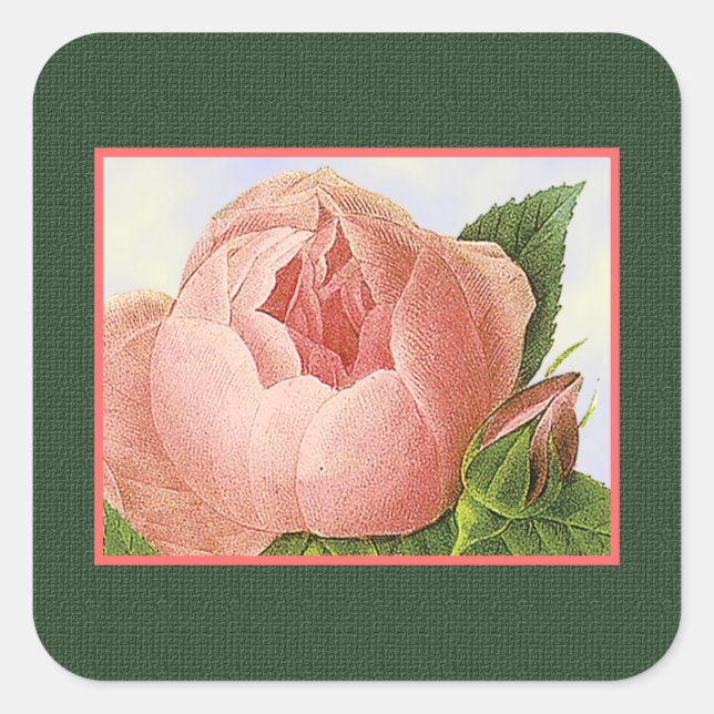 Sticker Rose de chou rose botanique (Devant)