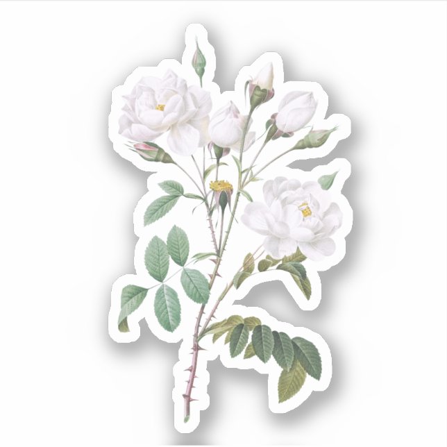 Sticker Roses blanches vintages (Devant)