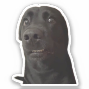 Sticker Scared Dog Meme