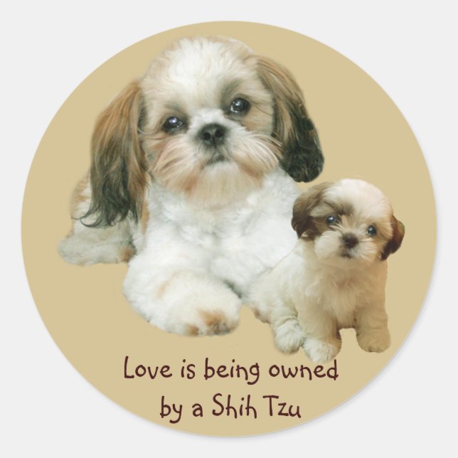 Sticker Shih Tzu Buddies (Devant)