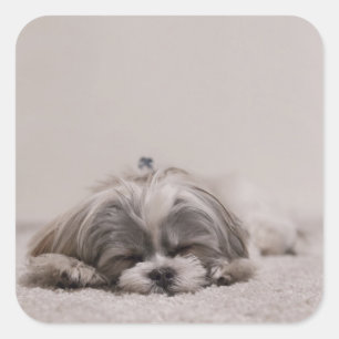Sticker Shih tzu Sleeping, Chien