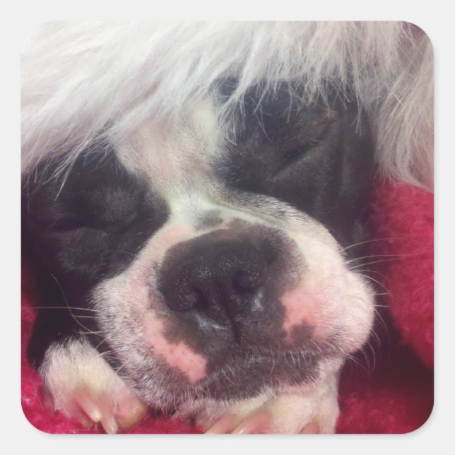 Sticker Sleeping Boston Terrier (Devant)