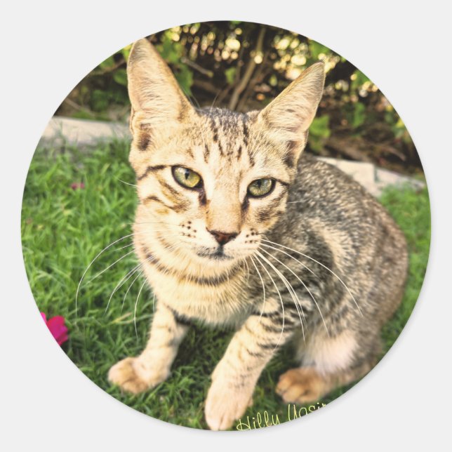 Sticker Smart Lovely Cat (Devant)