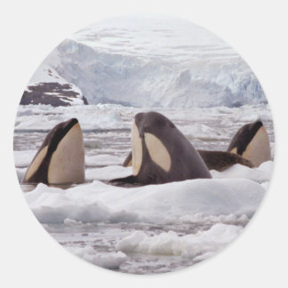 Sticker Spyhoping Orques