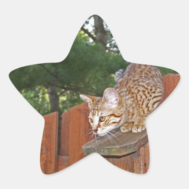 Sticker Star Savannah Cat (Devant)
