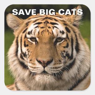 Sticker Sumatran Tiger Portrait