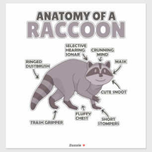 Sticker Sweet Raccoon Explication Anatomie D'Un Raccoon