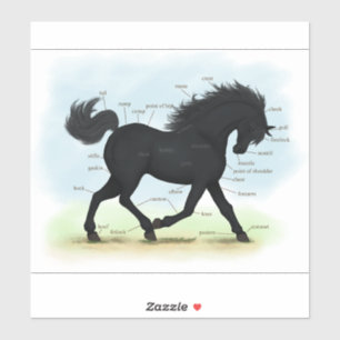 Sticker Tableau d'anatomie équestre éducative du Cheval no