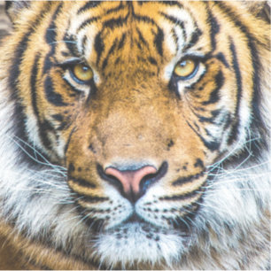 Sticker Tiger visage gros