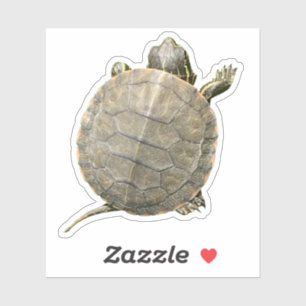 Sticker Tortue minuscule (Tortue) Photographie