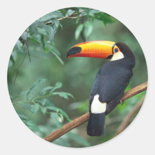 Sticker Toucan