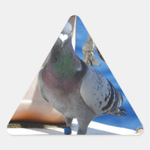 Sticker Triangulaire Homing Pigeon