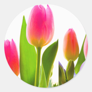 Sticker Tulip