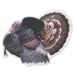 Sticker Turquie sauvage